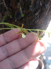 Prosthechea squalida