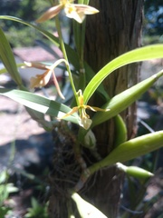 Prosthechea squalida