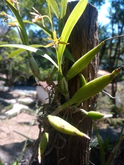 Prosthechea squalida