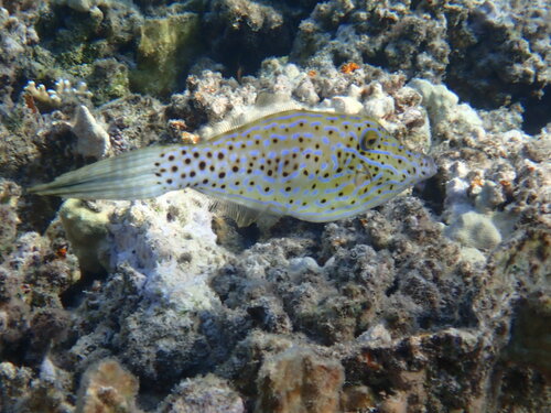 Scrawled Filefish