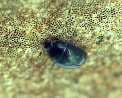 Cyllodes ater