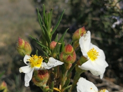 Cistus clusii