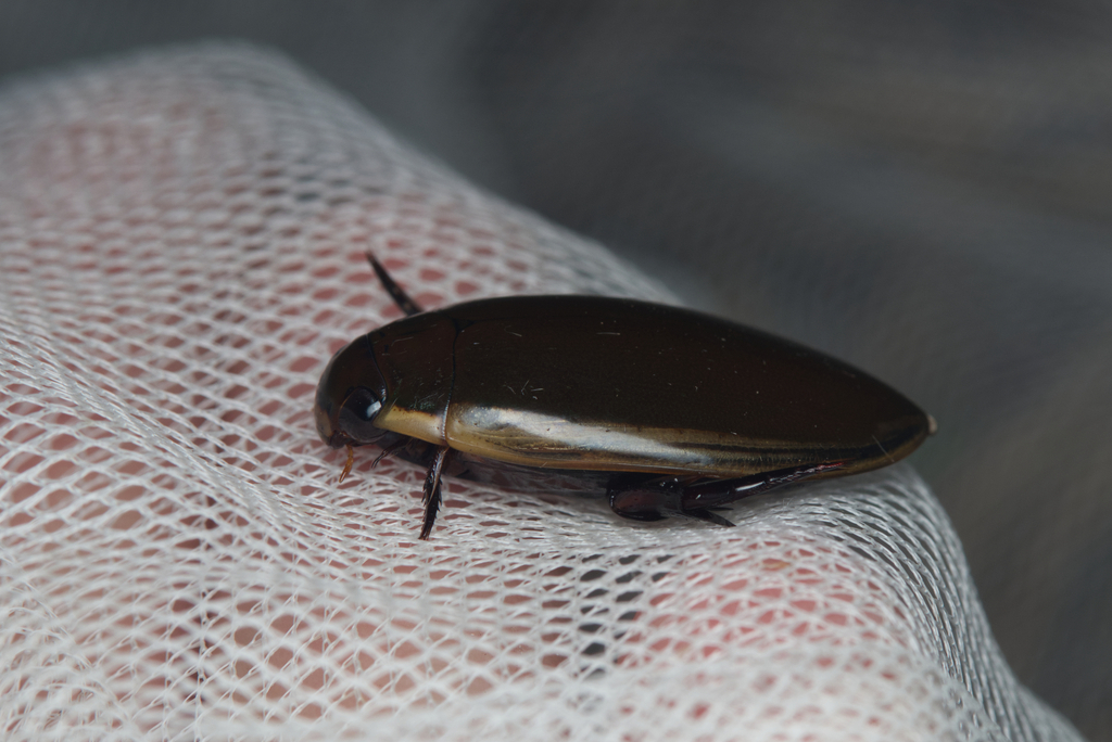 Cybister in November 2023 by Nigel Main · iNaturalist