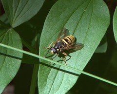 Temnostoma vespiforme