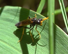 Tenthredo campestris