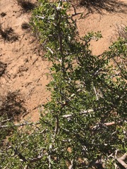 Searsia burchellii