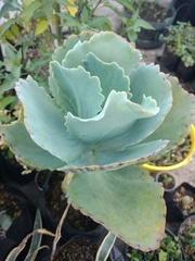 Kalanchoe marmorata