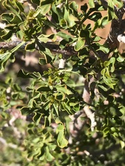 Searsia burchellii