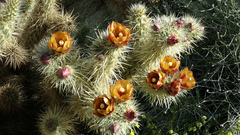 Cylindropuntia wolfii