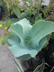 Kalanchoe marmorata