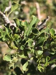 Searsia burchellii