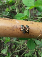 Deois flexuosa