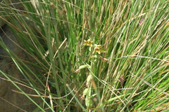 Epipactis veratrifolia