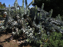 Eucalyptus macrocarpa