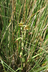 Epipactis veratrifolia