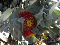 Eucalyptus macrocarpa