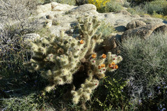 Cylindropuntia wolfii