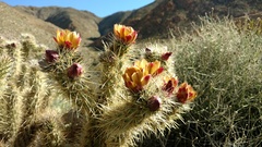 Cylindropuntia wolfii