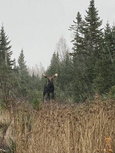 Moose photographed in Minnesota