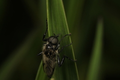Bibio albipennis