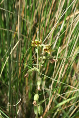 Epipactis veratrifolia