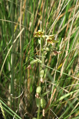 Epipactis veratrifolia
