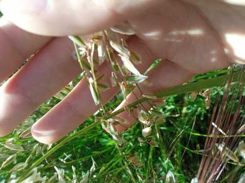 Melica brasiliana observed 2023-11-11