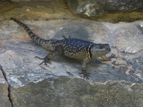 Southern Crevice Spiny Lizard