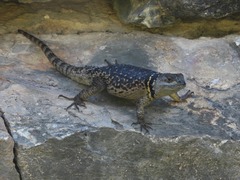 Eastern Cleft Spiny Lizard photo 4