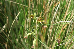 Epipactis veratrifolia