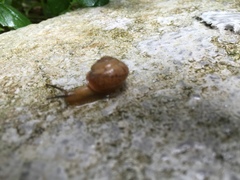 Bradybaena similaris