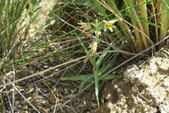 Epipactis veratrifolia