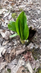 Symplocarpus foetidus