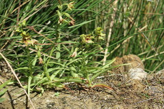 Epipactis veratrifolia