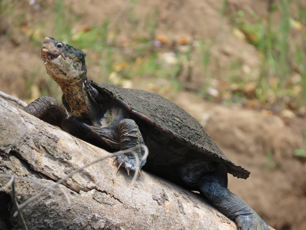 White-throated Snapping Turtle from Pioneers Rest QLD 4650, Australia ...