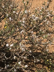 Eriocephalus ericoides