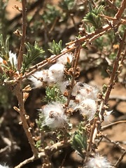 Eriocephalus ericoides