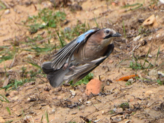 Garrulus glandarius