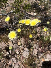 Malacothrix glabrata