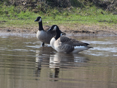 Branta canadensis