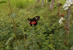 Parides anchises