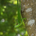 Anolis noblei galeifer - Photo (c) Alexis Felipe, some rights reserved (CC BY-NC), uploaded by Alexis Felipe