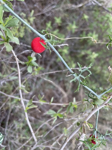 Image of Ibervillea tenuisecta by (c) lejones417, some rights reserved (CC BY-SA)