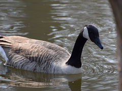 Branta canadensis