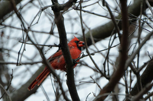 Northern Cardinal photographed in Illinois