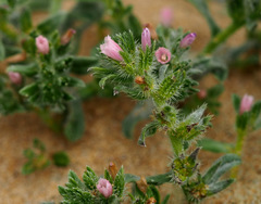 Echium parviflorum