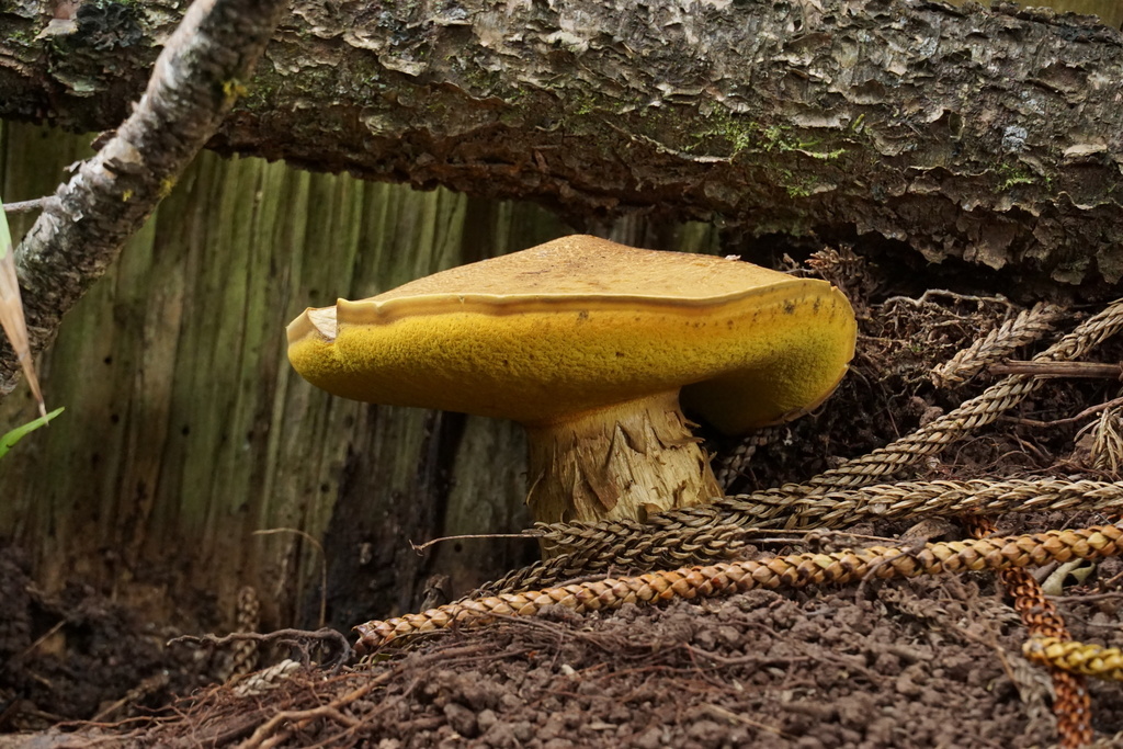 Buchwaldoboletus xylophilus