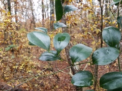 Smilax maritima, photograph Leila Dasher, CC BY, iNaturalist via GBIF