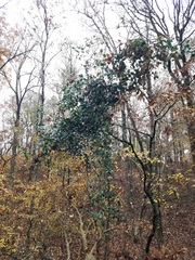 Smilax maritima
