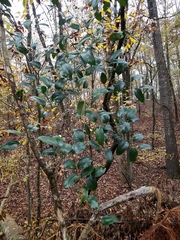 Smilax maritima, photograph Leila Dasher, CC BY, iNaturalist via GBIF